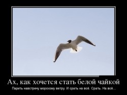 Ах, как хочется стать белой чайкой.jpg
